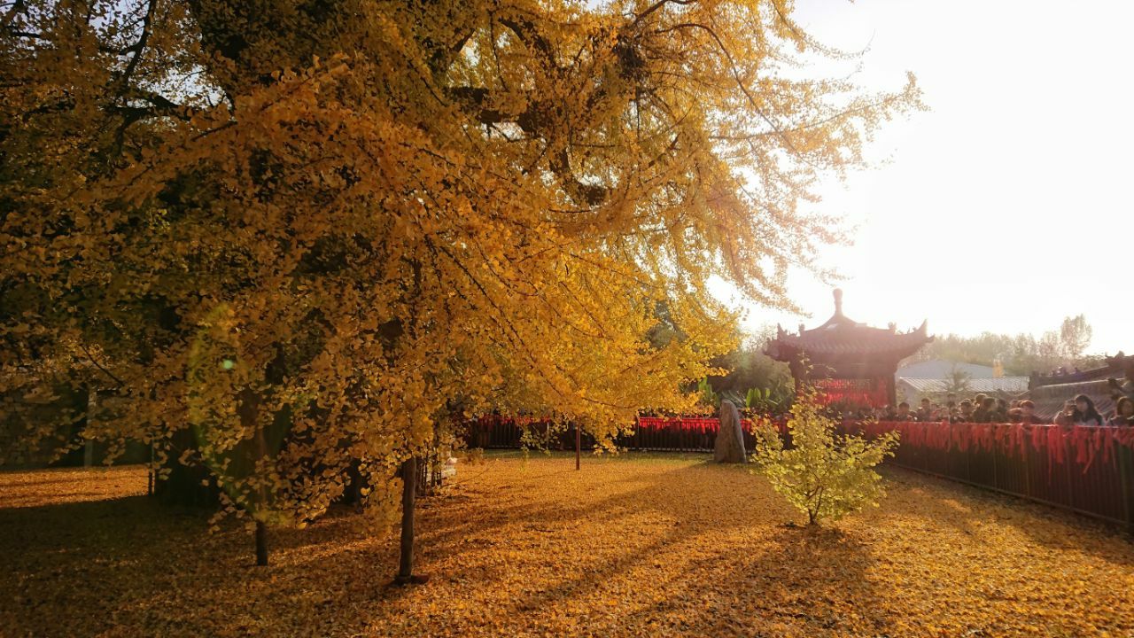 古观音禅寺旅游景点攻略图