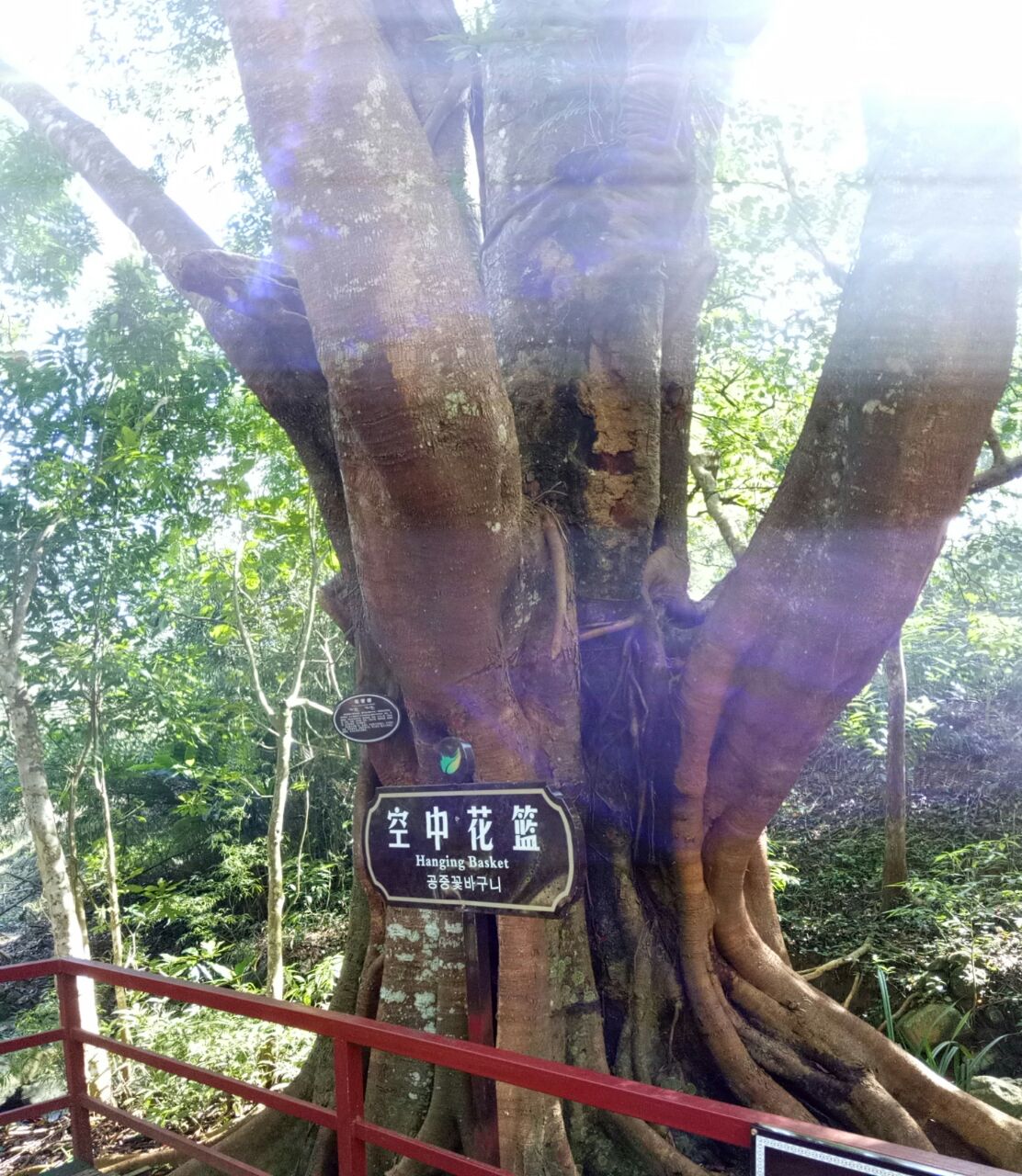 五指山热带雨林风景区