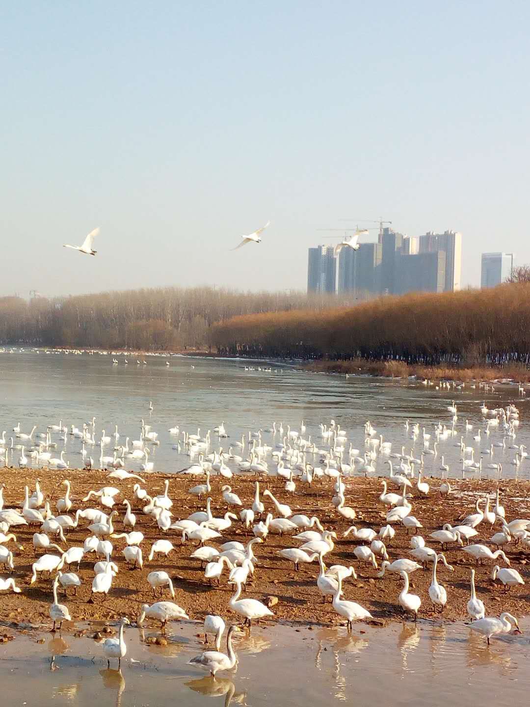 三门峡天鹅湖国家城市湿地公园好玩吗,三门峡天鹅湖样