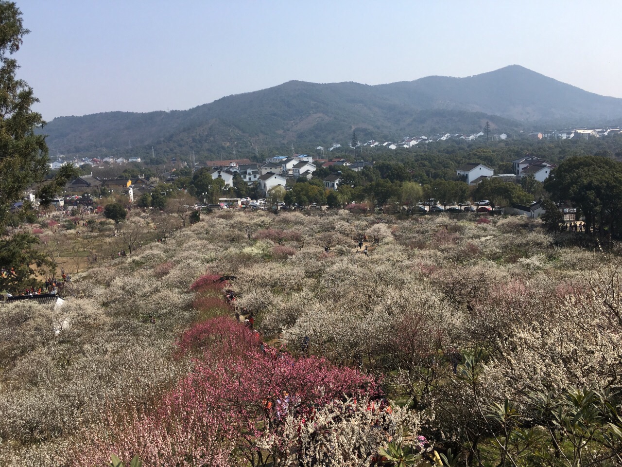 2019香雪海_旅游攻略_门票_地址_游记点评,苏州旅游