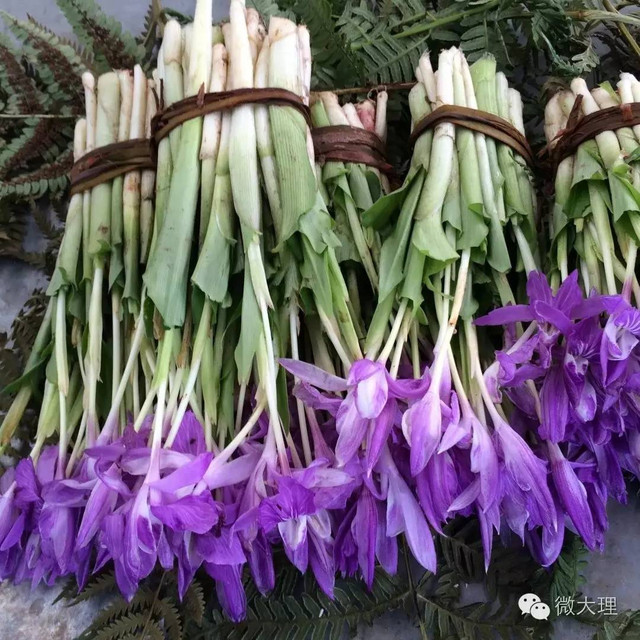 麦兰菜▲做成的咸菜非常好吃 牛舌头花▲俗称狗屎兰花,紫草科,部分