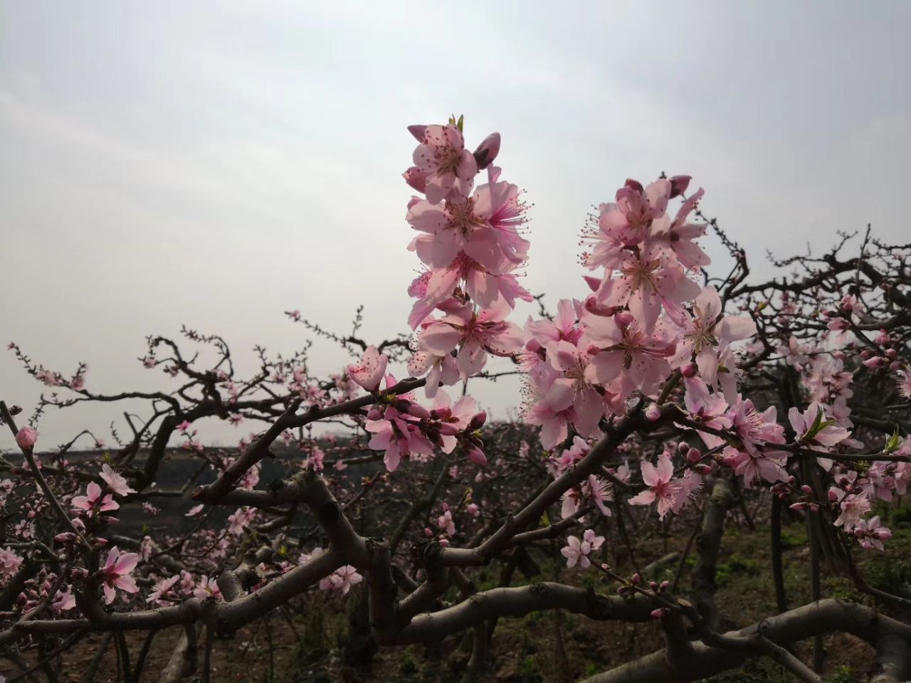 龙泉花果山风景区