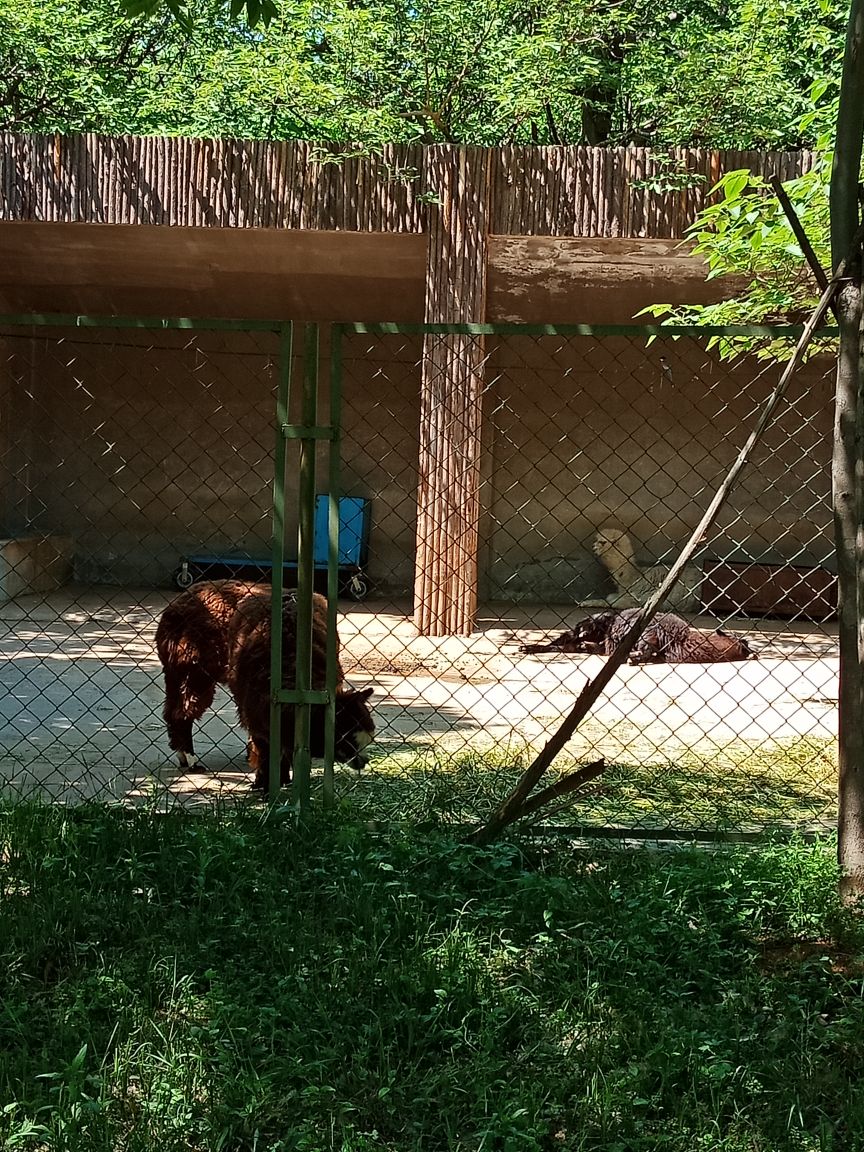 合肥野生动物园