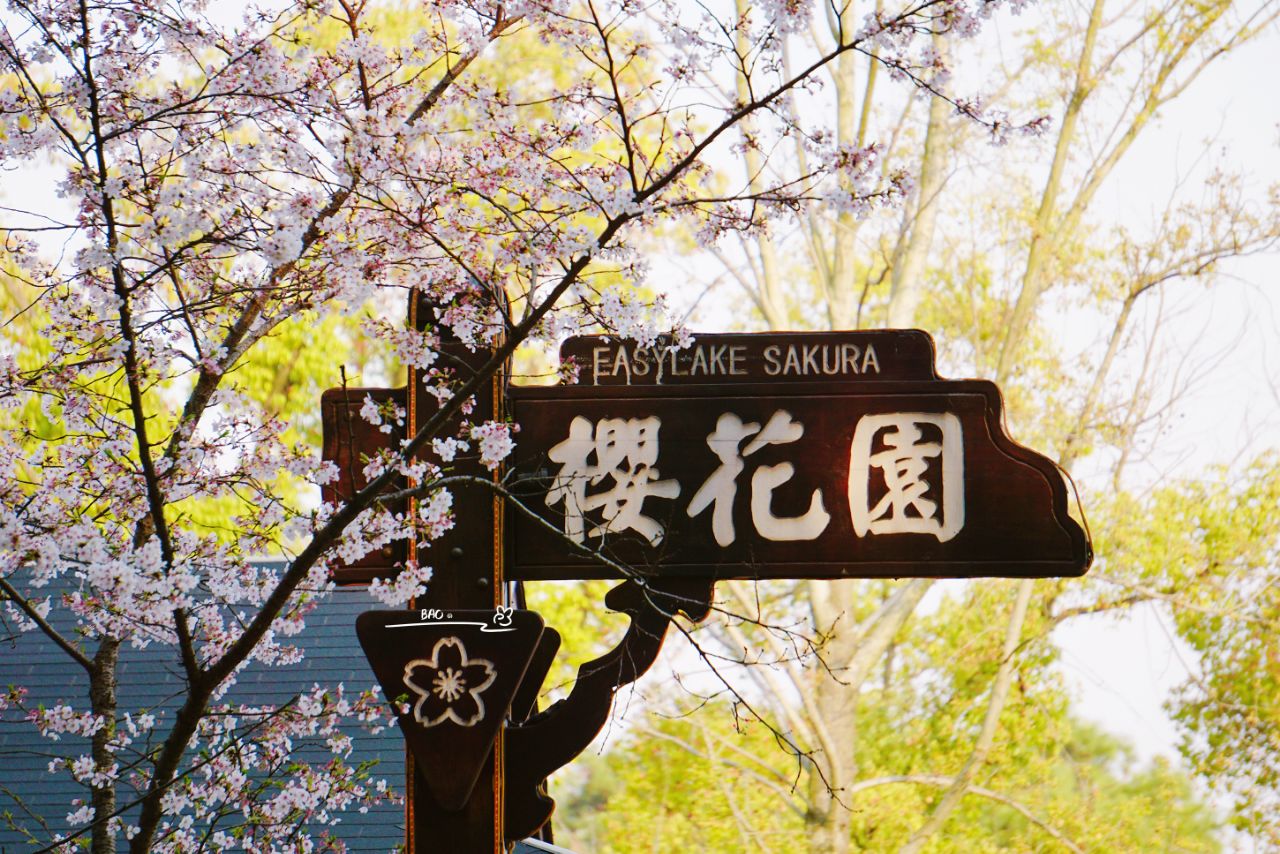 东湖樱花园旅游景点攻略图