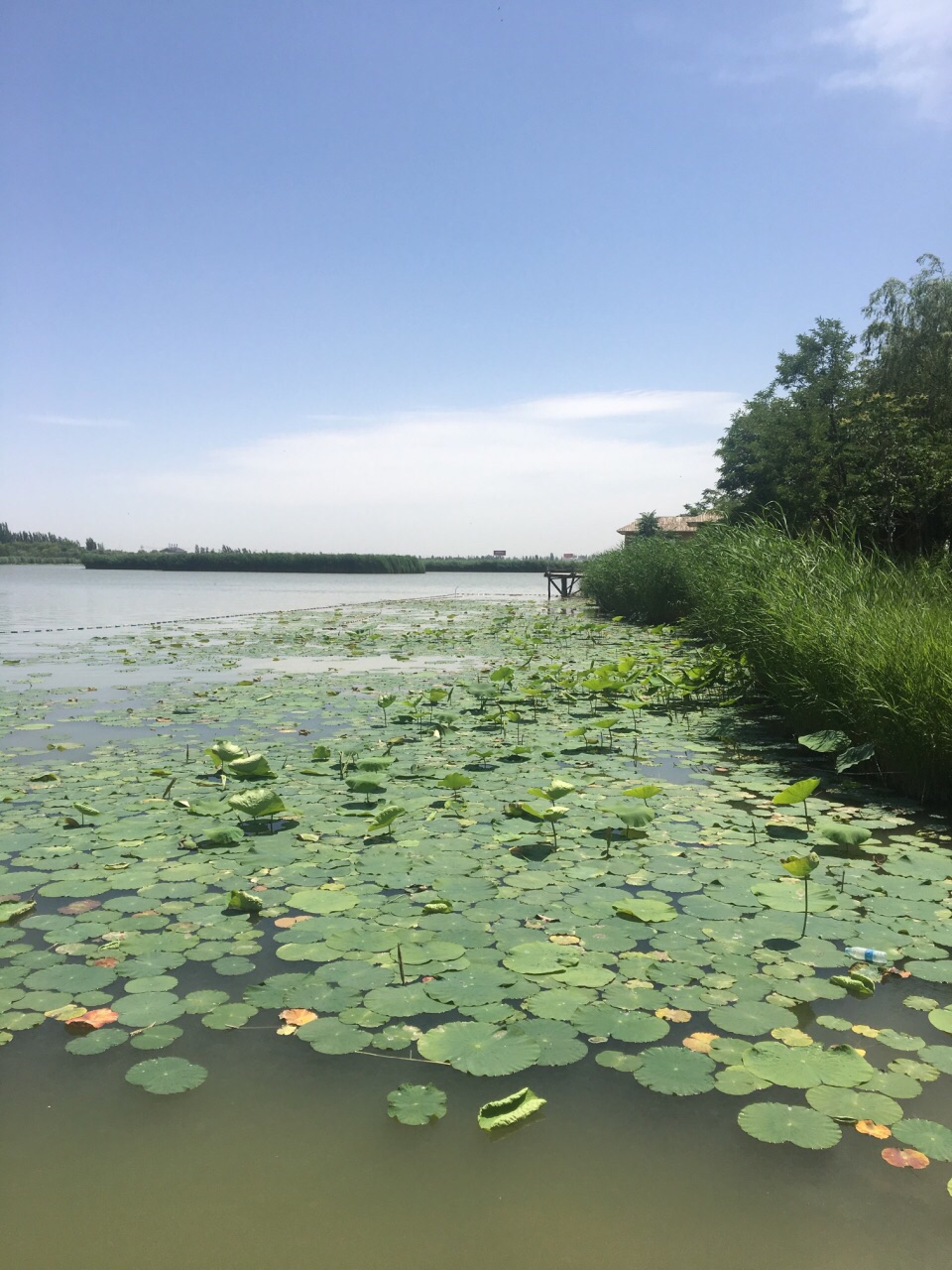 银川鸣翠湖国家湿地公园