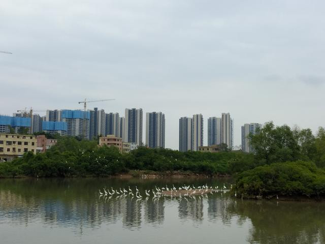 降温的周末,惠州这个湿地公园来了一群小生灵