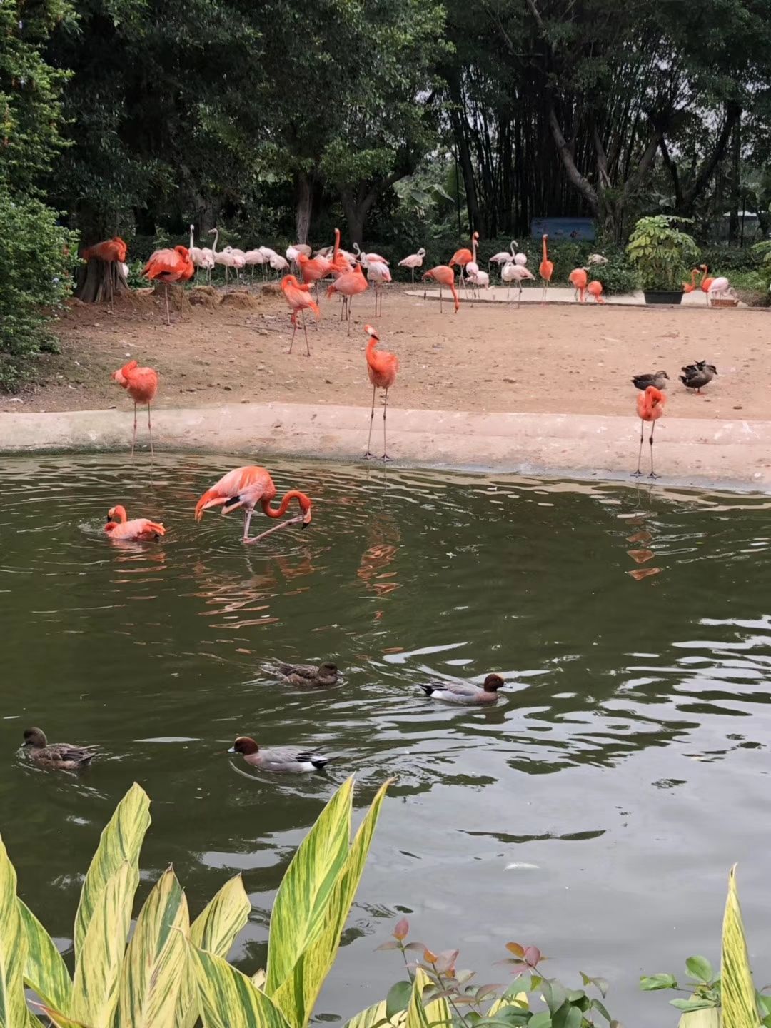 长隆飞鸟乐园