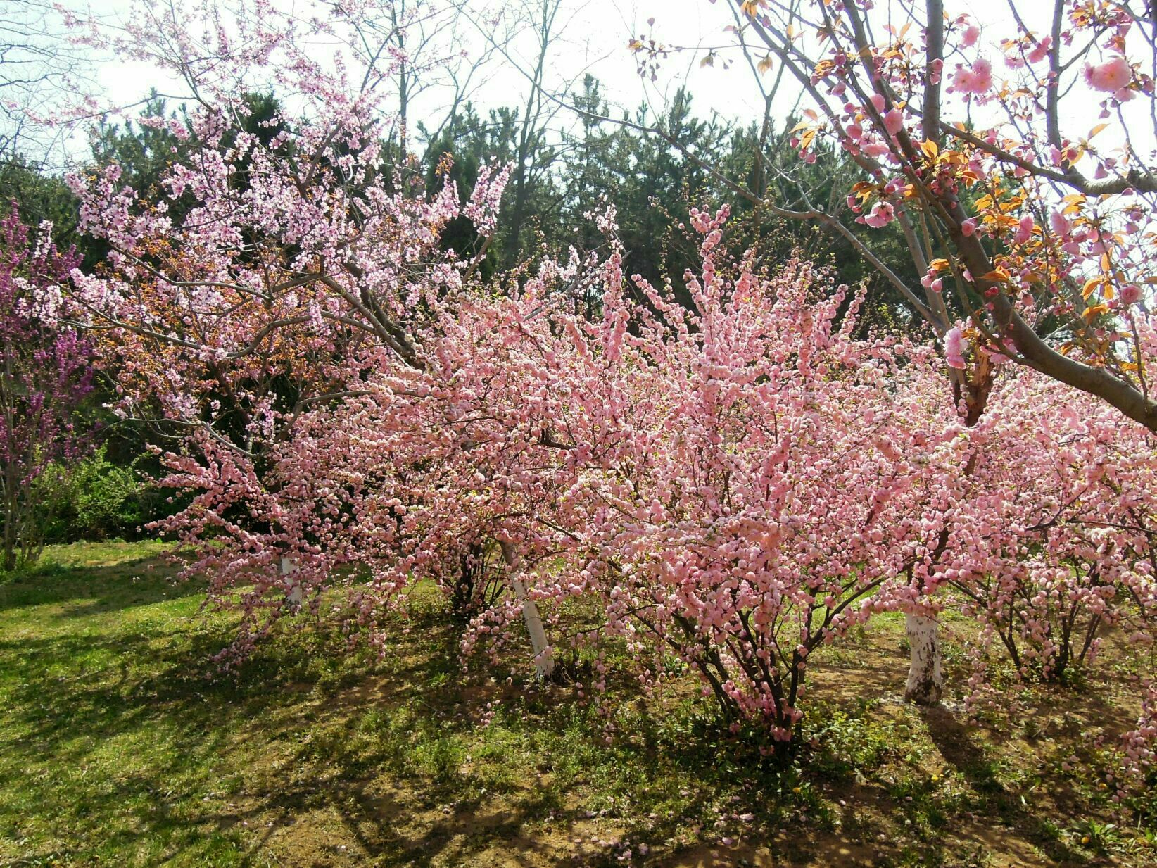 樱花园地方相对比较大,显得没那么拥挤.