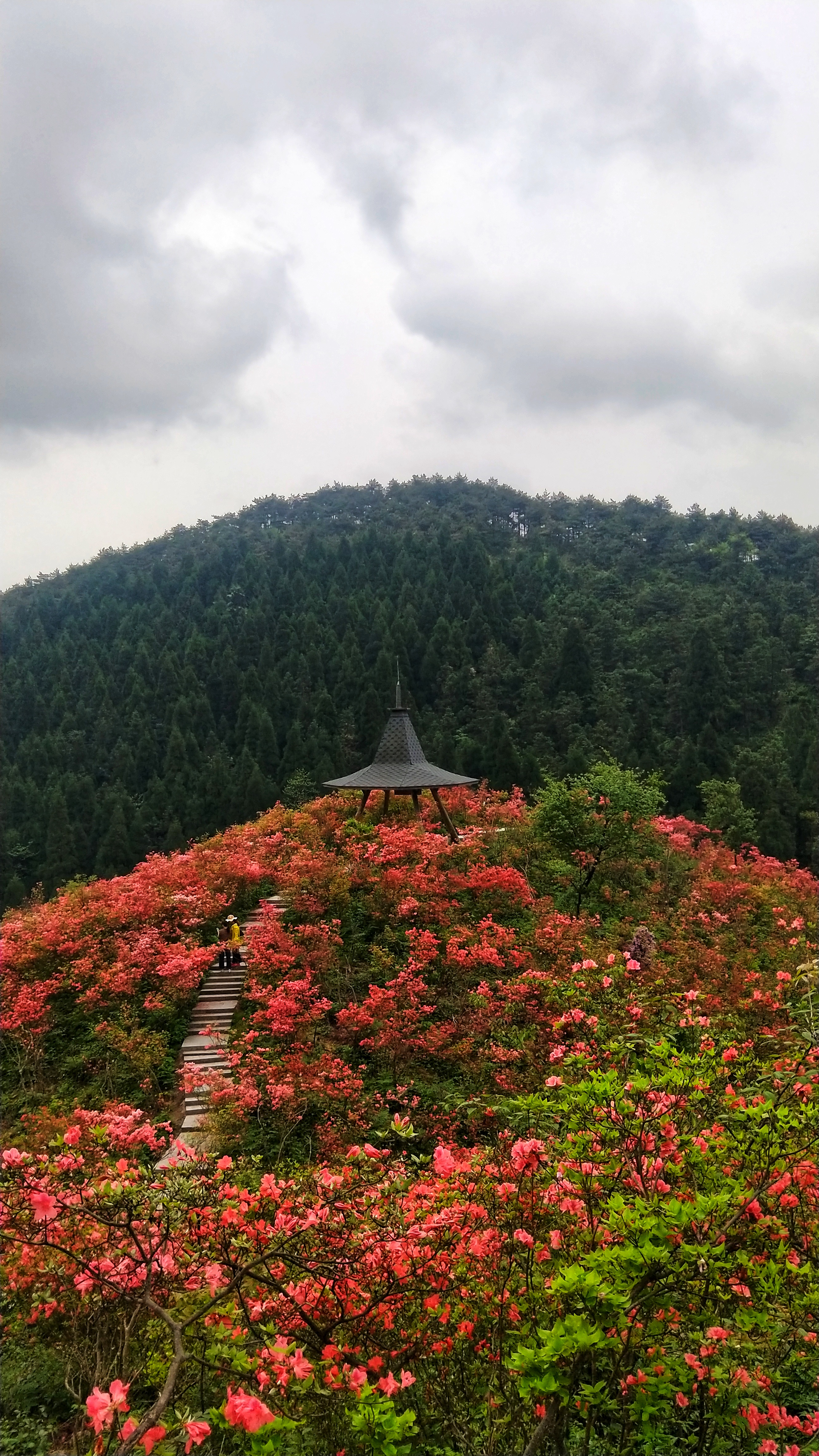 磐安高姥山杜鹃花开似海