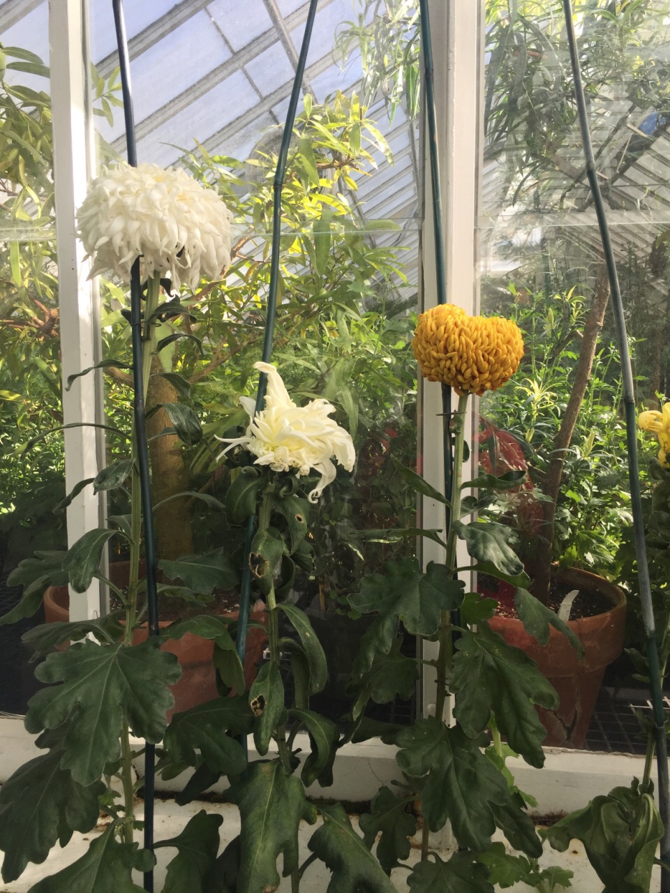 smith college botanic garden