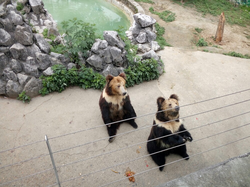成都动物园