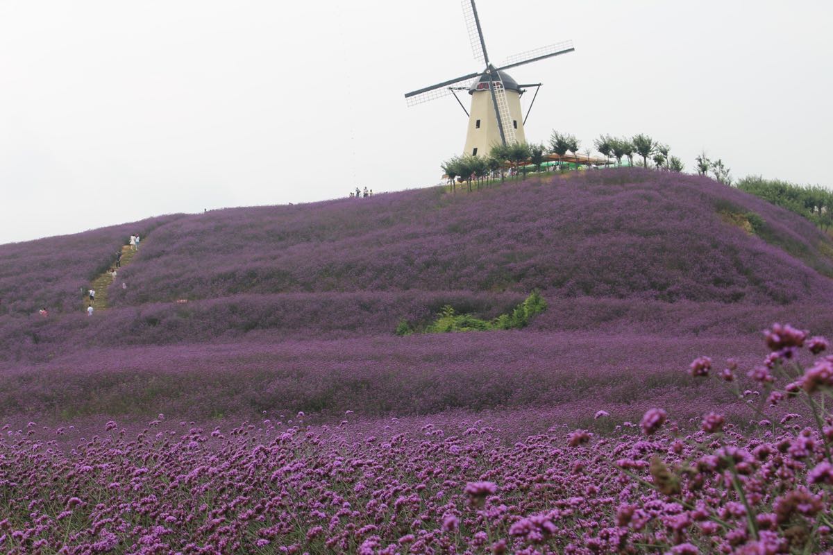 黔北花海