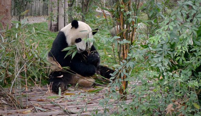 大熊猫很怕热还很喜欢睡觉,熊猫产房早上开放可以去看到才出生不久的熊猫幼崽,所以一定要很早很早去。这么早是没有景区直通车,所以乘地铁到动物园站,在A站口出来住公交车两元到基地站。回来的话门口有到达市区各大景点的直通车,5元就可以坐达IFS,继续开始下一站的旅行。 游玩的话建议不是很穷游的话还是可以花10元住观光车(观光车运行线路:大门口起点-大熊猫太阳产房-大熊猫二号别墅-小熊猫产房-大熊猫月亮产房-大熊猫一号别墅-大熊猫厨房-大门口。),直到景区最里面的太阳产房,从里面参观游玩到外面这个顺序上。 基地建成