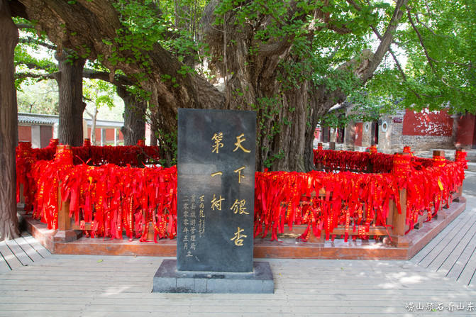 图219. 浮来山风景区-天下第一银杏树