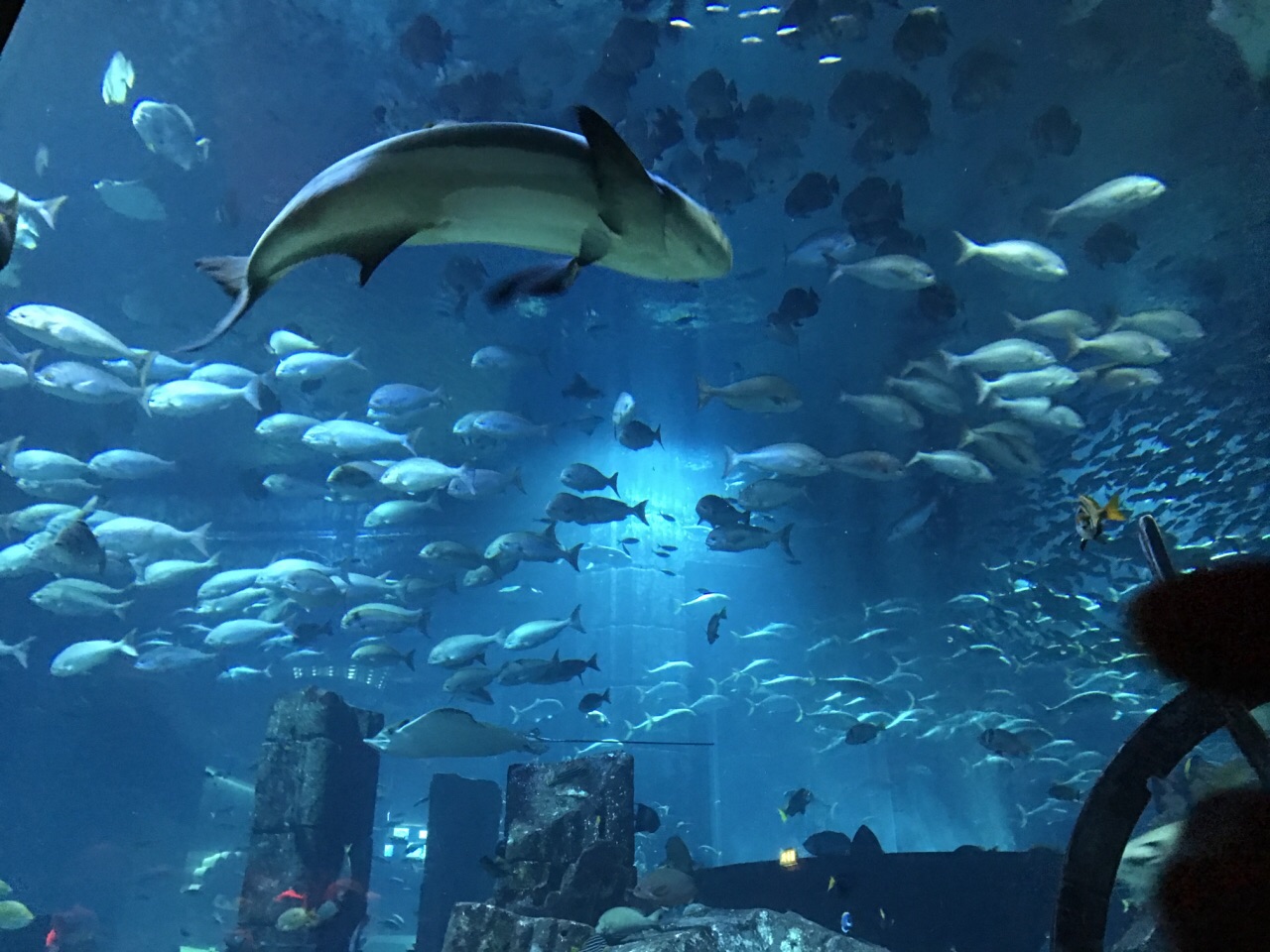 失落的空间水族馆