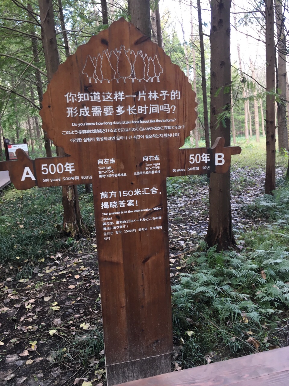 黄海森林公园
