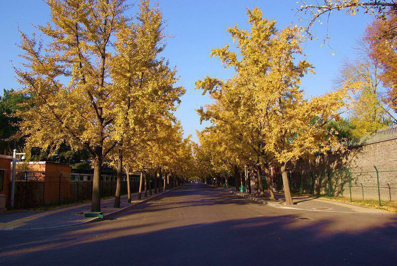 阜成路银杏大道