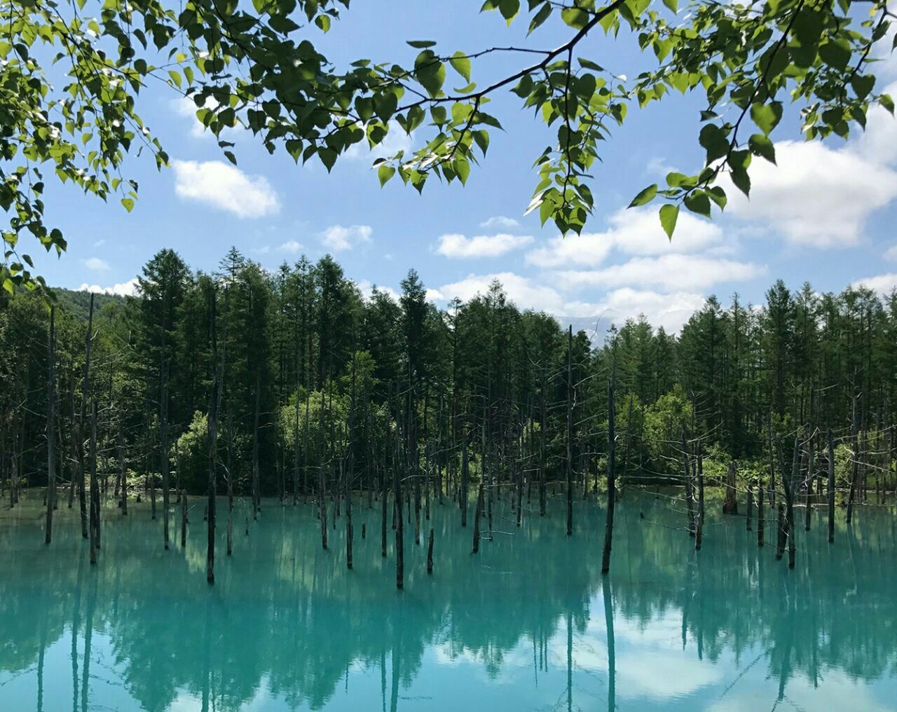 美瑛町白金青池好玩吗,美瑛町白金青池景点怎么样_点评_评价【携程