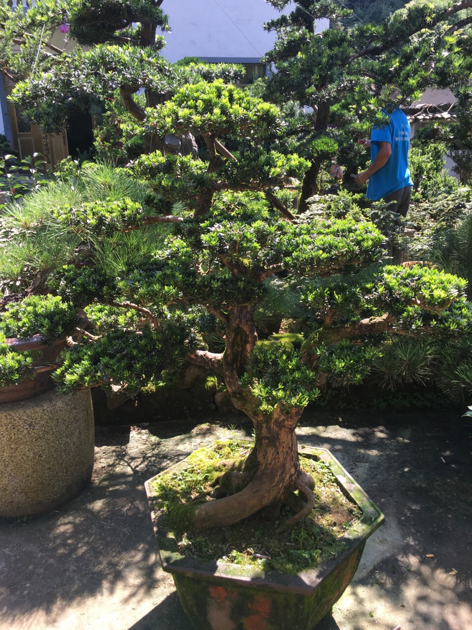 卖花渔村