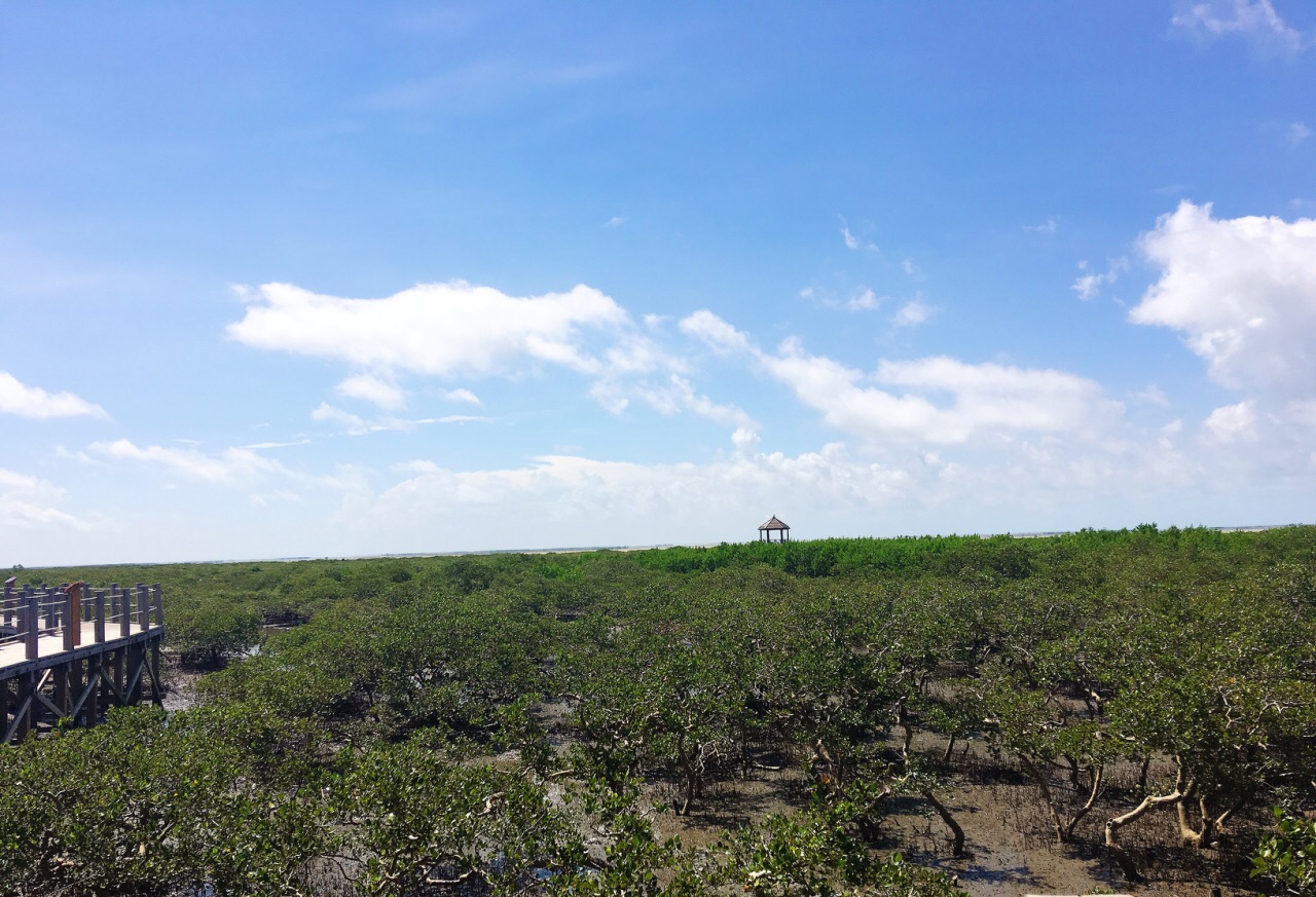 北海金海湾红树林生态旅游区