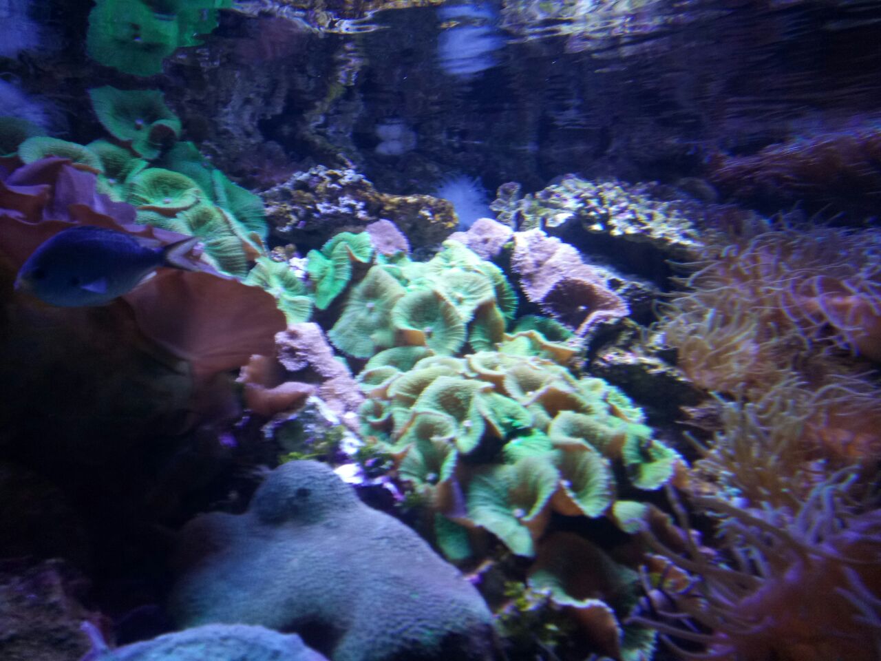 悉尼悉尼水族馆好玩吗,悉尼悉尼水族馆景点怎么样