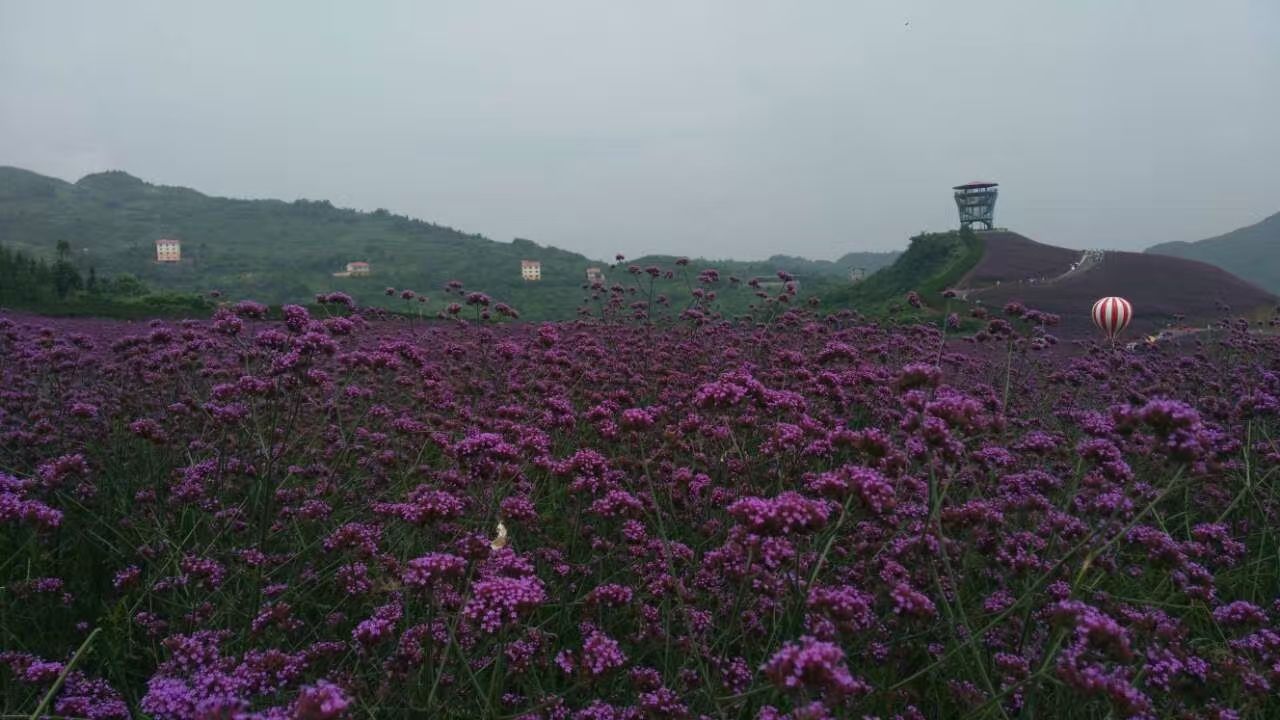 桐梓黔北花海好玩吗,桐梓黔北花海景点怎么样_点评_评价【携程攻略】