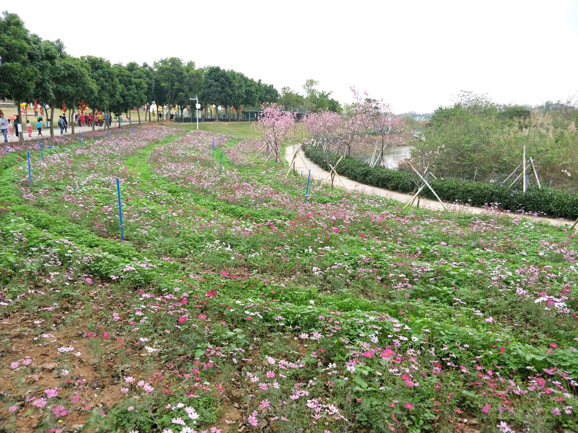 2019天适樱花悠乐园_旅游攻略_门票_地址_游记点评,从化旅游景点推荐