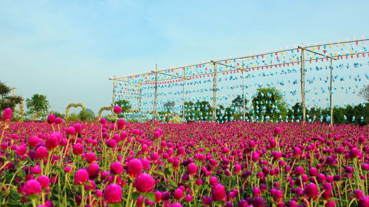 永福芷欣园世纪花海攻略-芷欣园世纪花海门票价格多少钱-团购票价预定