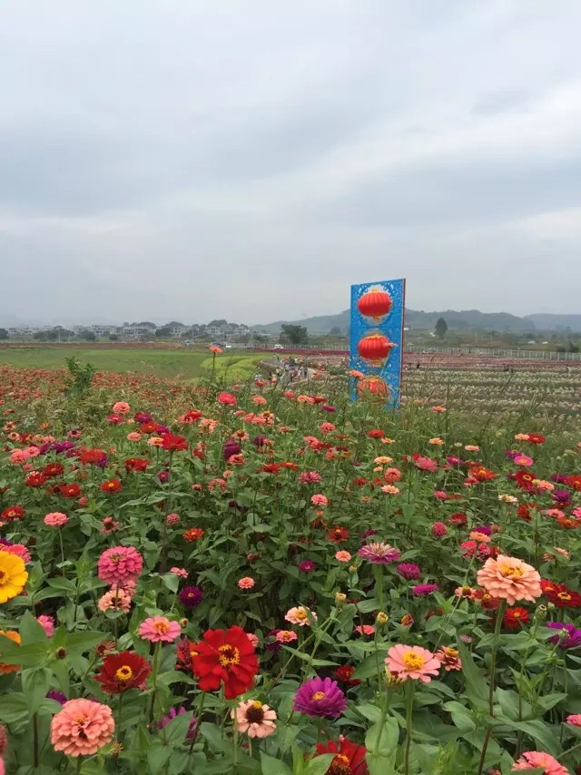 神仙湖花海