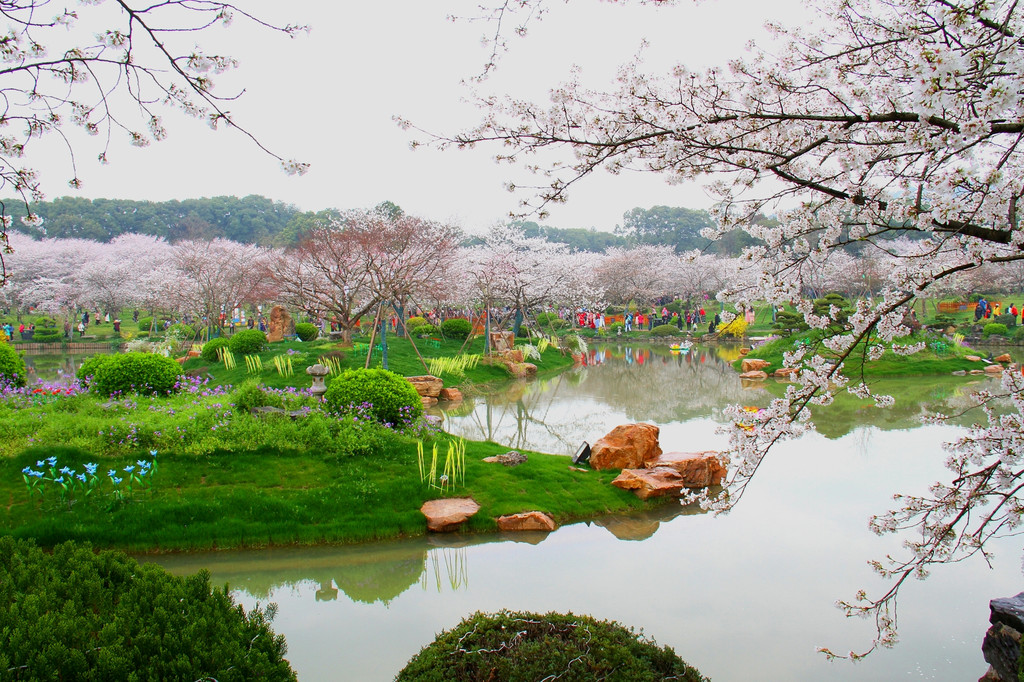 武大樱园樱花美 东湖樱园樱花艳 2018年樱花季武汉赏樱小记