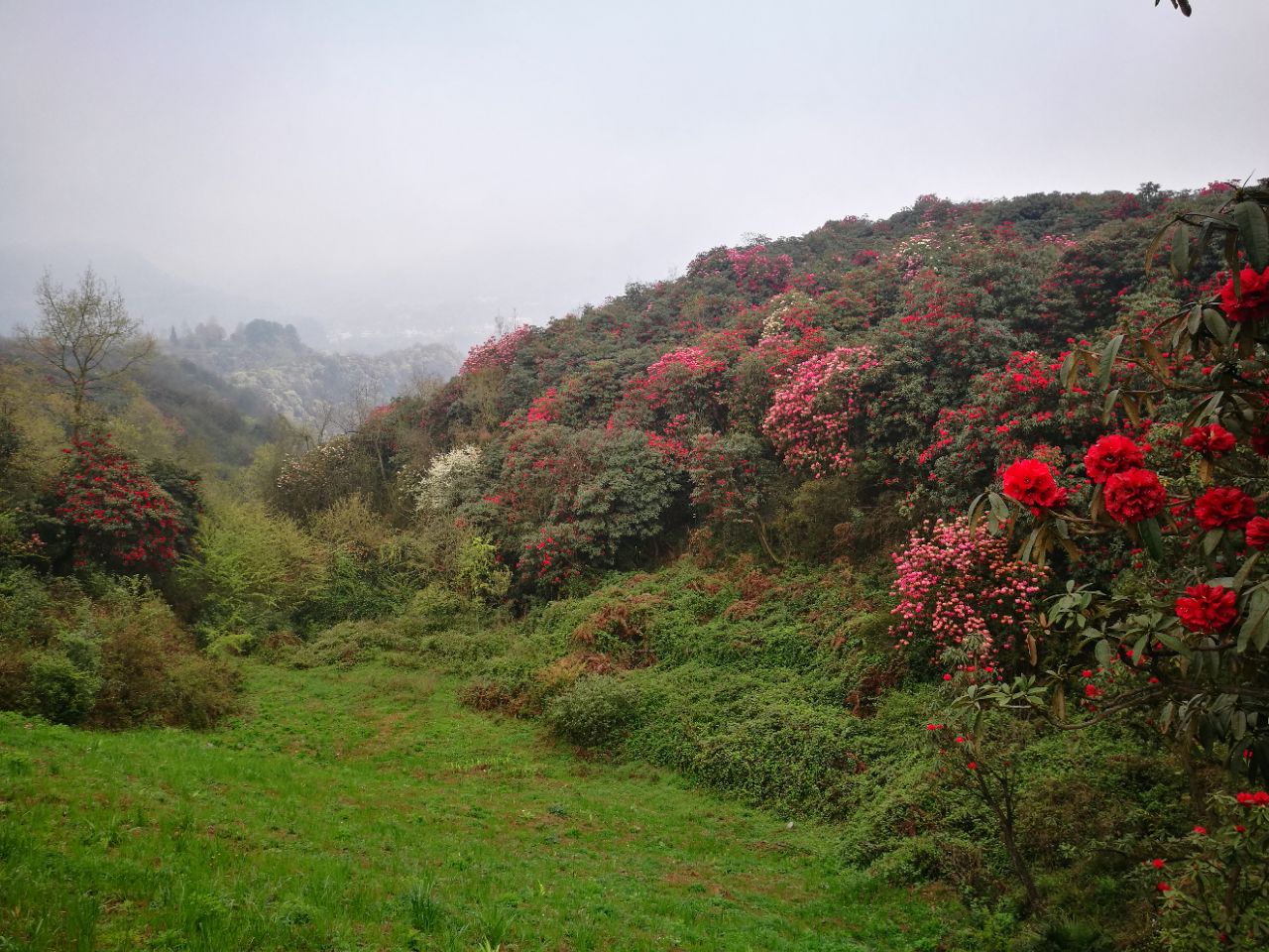 百里杜鹃风景区