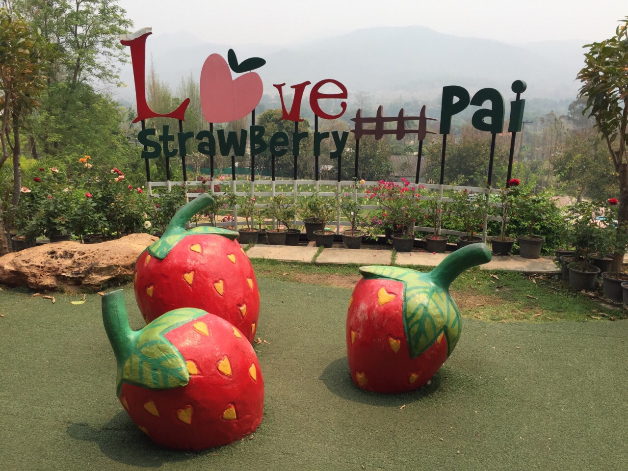 草莓园love strawberry pai