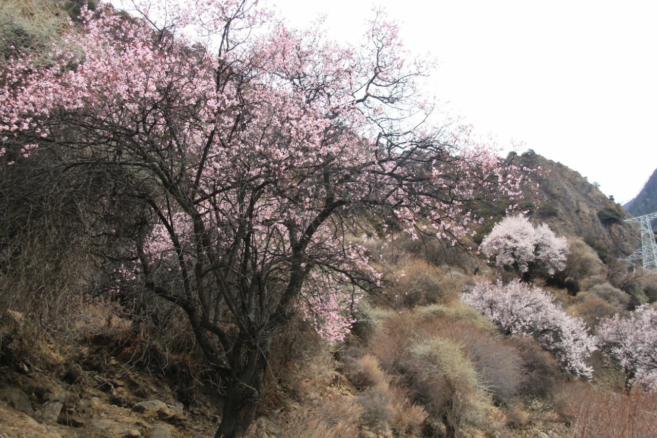 桃花沟