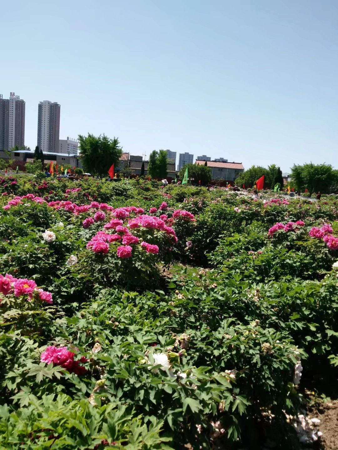 菏泽曹州百花园好玩吗,菏泽曹州百花园景点怎么样