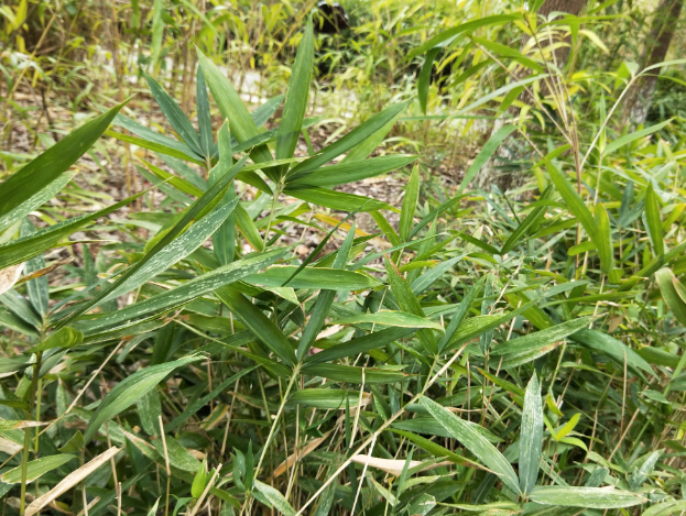 秋风里的百竹竞翠(下)