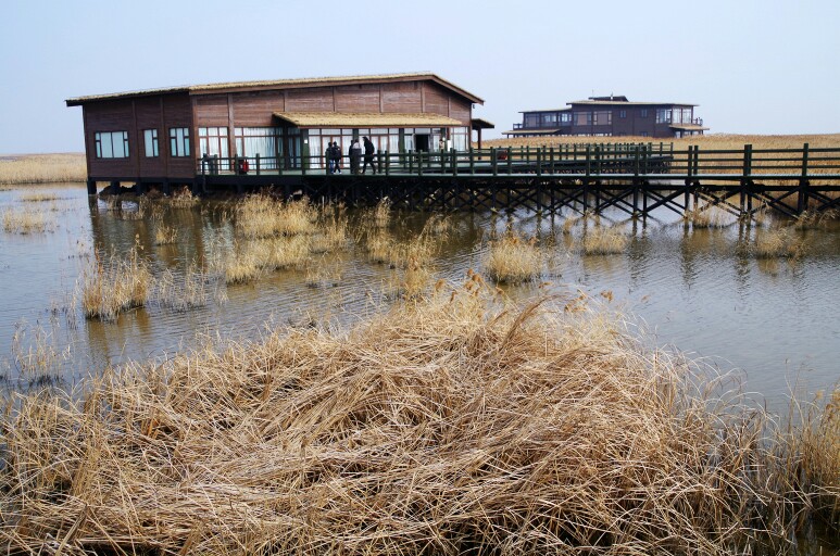 东滩湿地公园