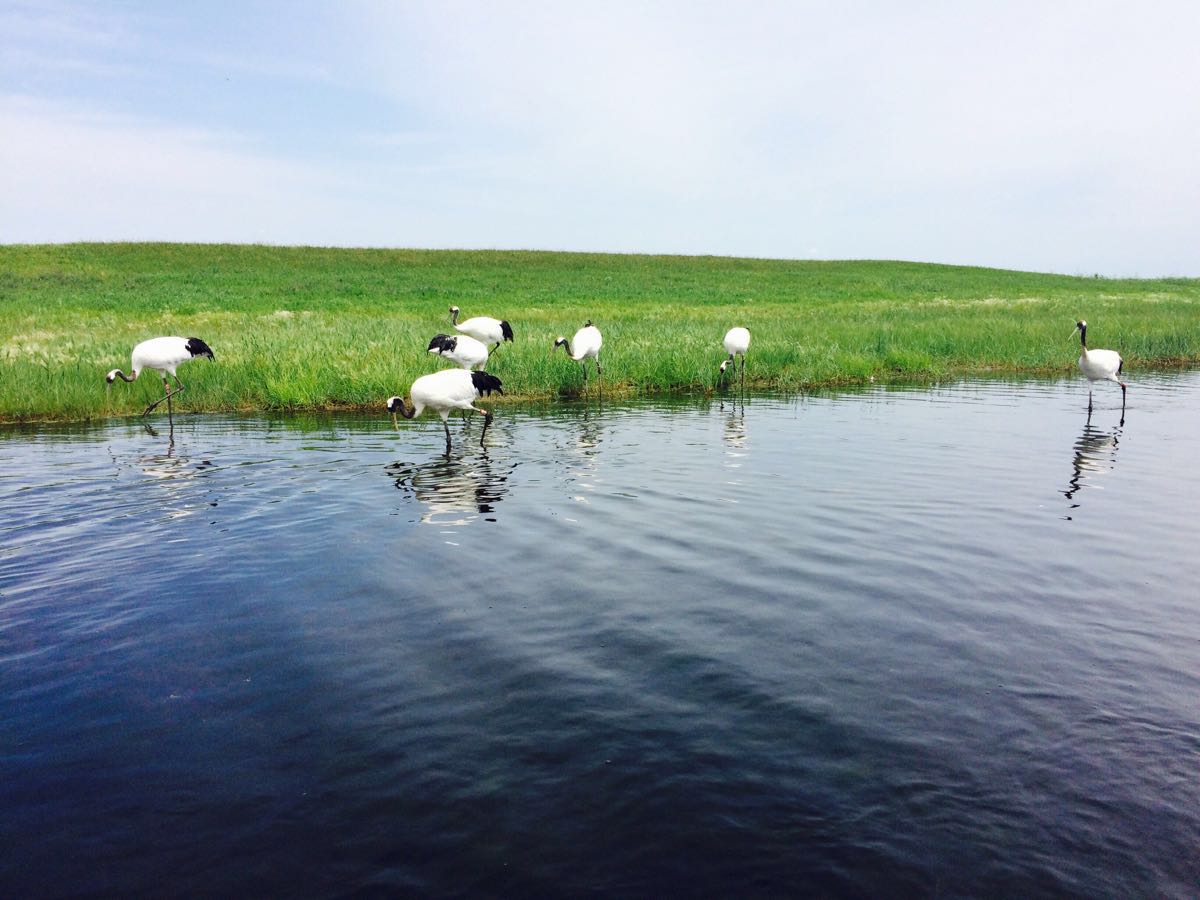 扎龙自然保护区图片