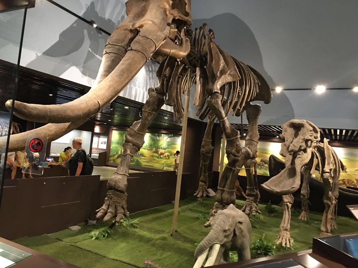 中国古动物馆张平|北京中国古动物馆攻略