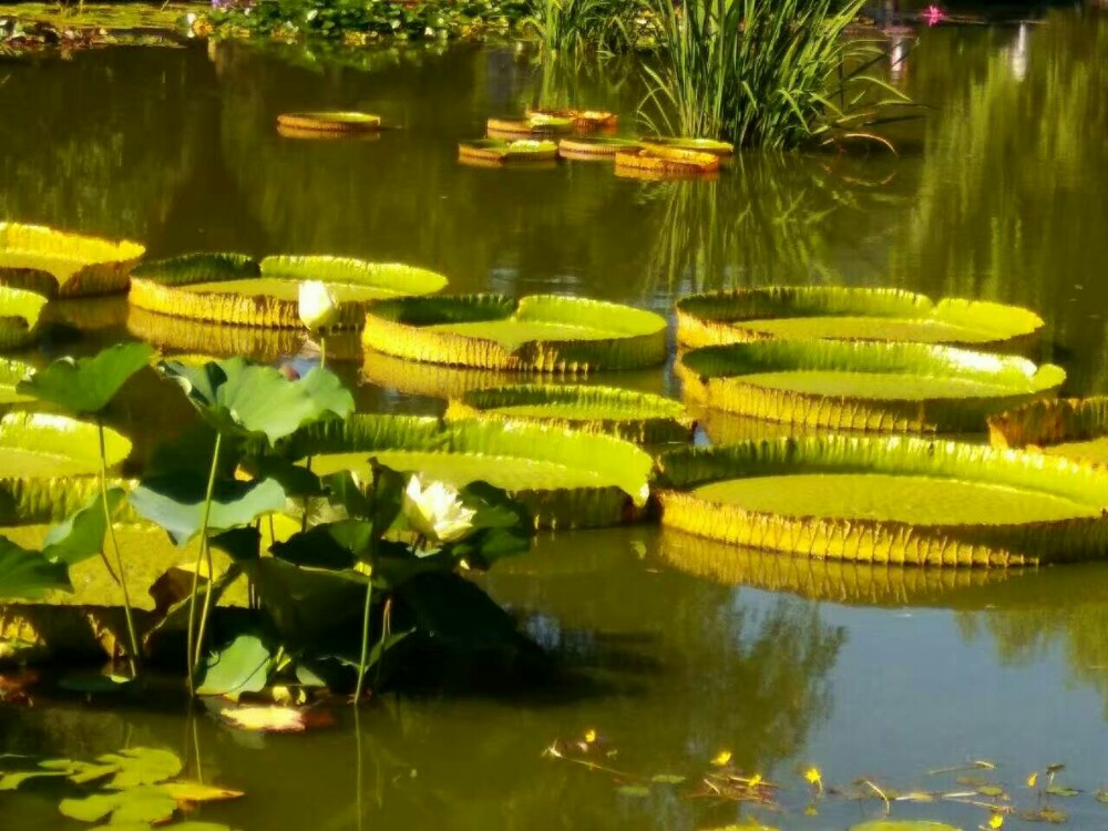 中国科学院植物研究所北京植物园