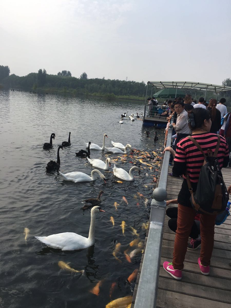 泰安天鹅湖景区好玩吗,泰安天鹅湖景区景点怎么样_点评_评价【携程