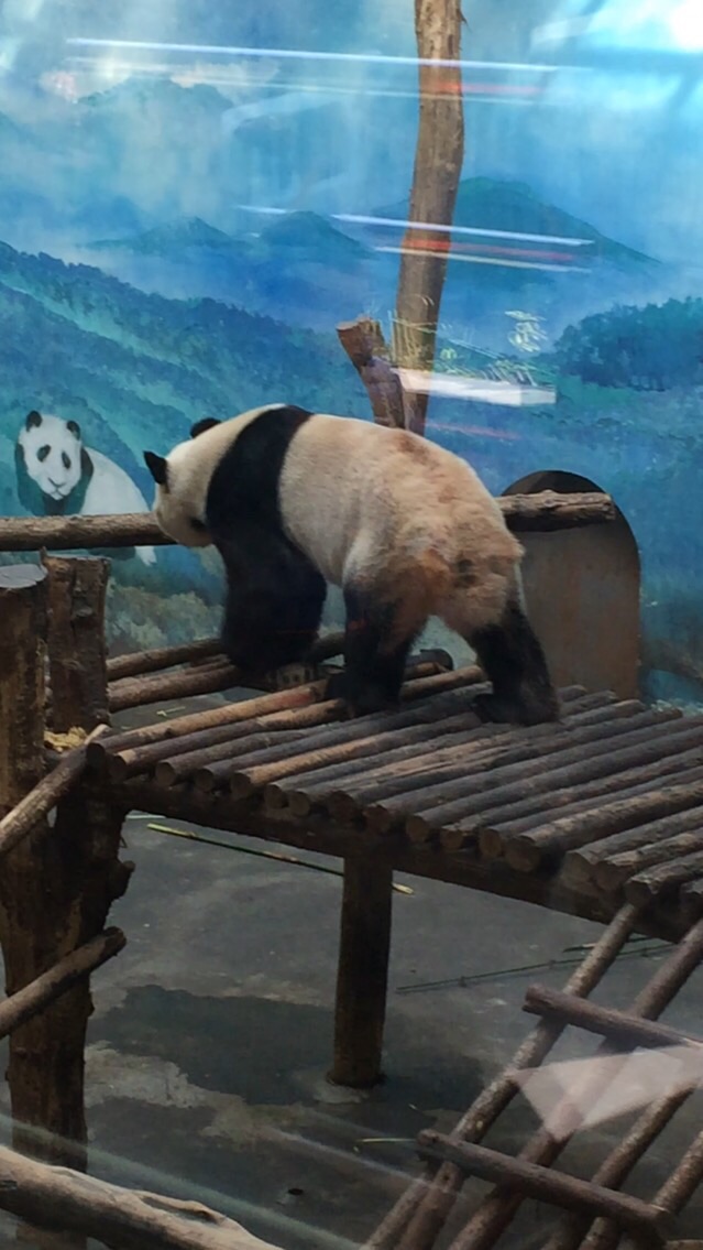 红山森林动物园
