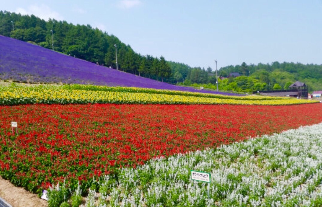 2019北星山町营薰衣草园_旅游攻略_门票_地址_游记点评,富良野旅游