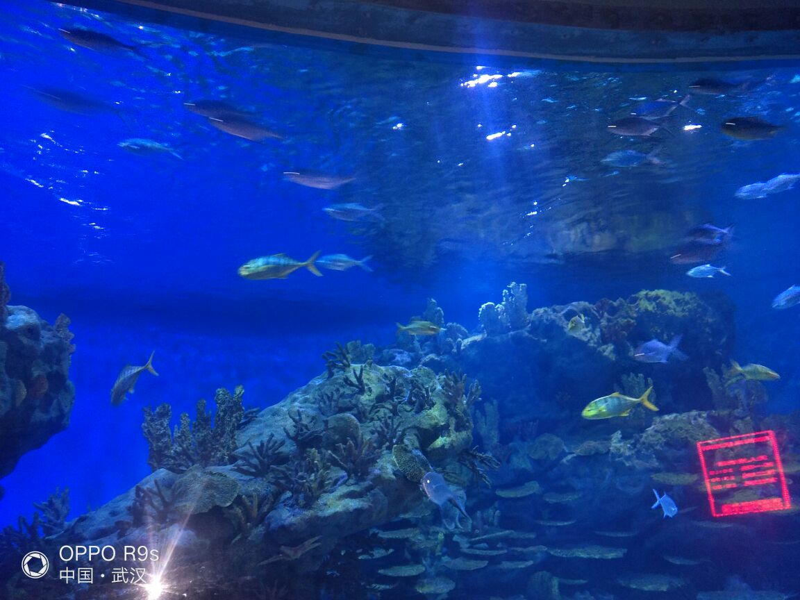 武汉海昌极地海洋公园旅游景点攻略图