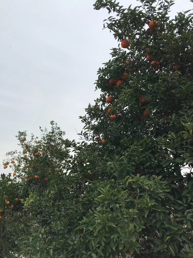 萧萧黄叶铺满地 秋去冬来风景异——奉贤潘垫村.润庄人家徒步纪实(上)