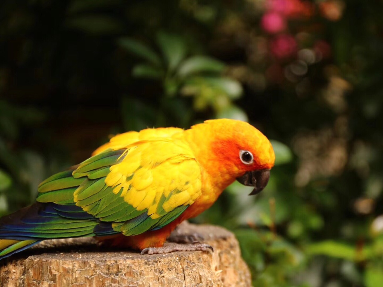 巴厘岛鸟园bali bird park