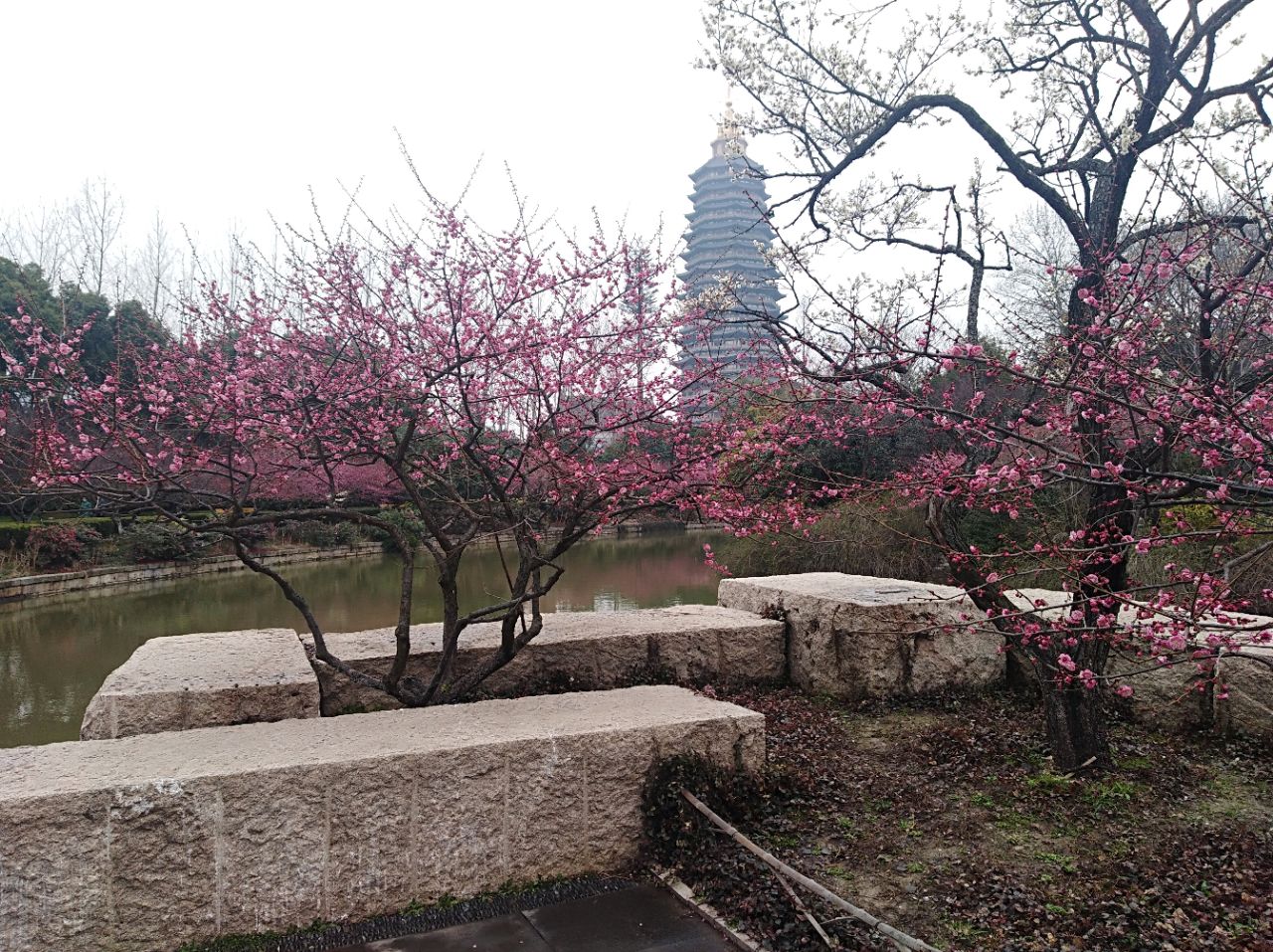 红梅公园hongmei park