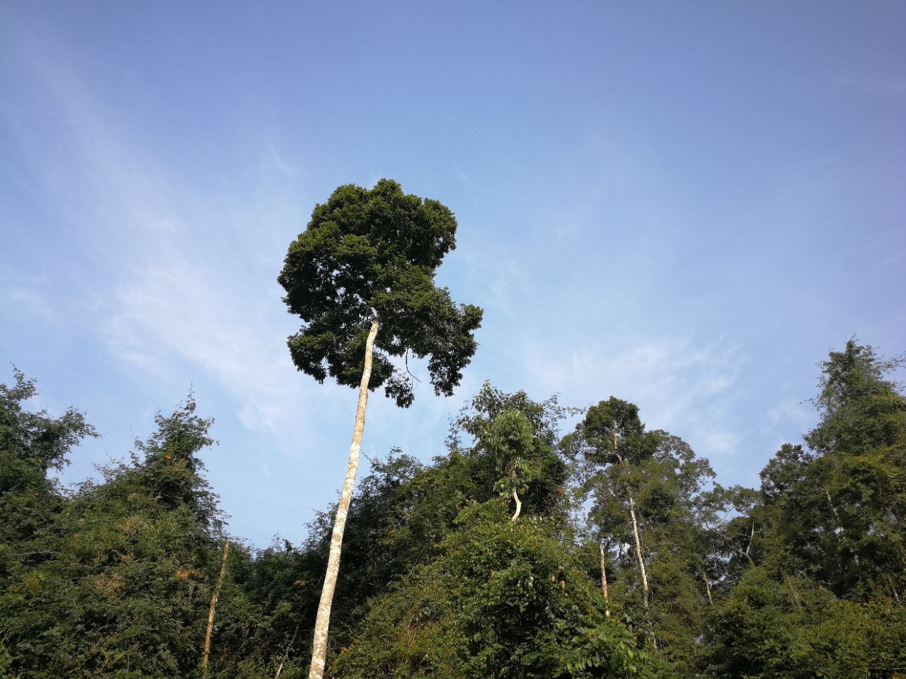 望天树景区