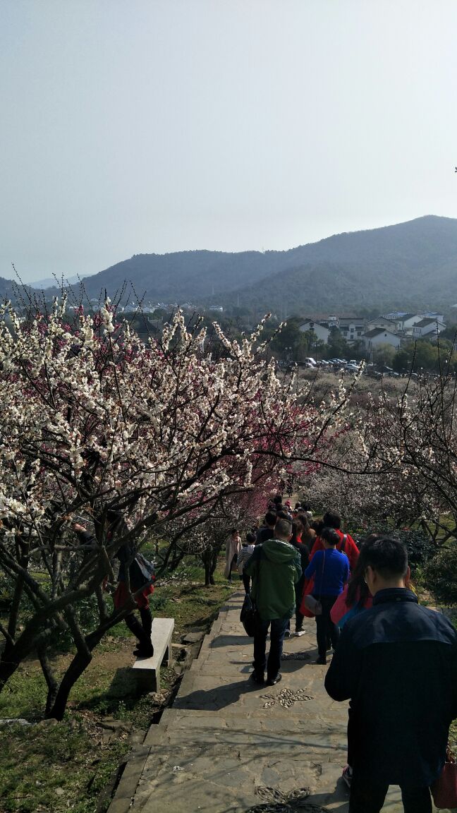 香雪海