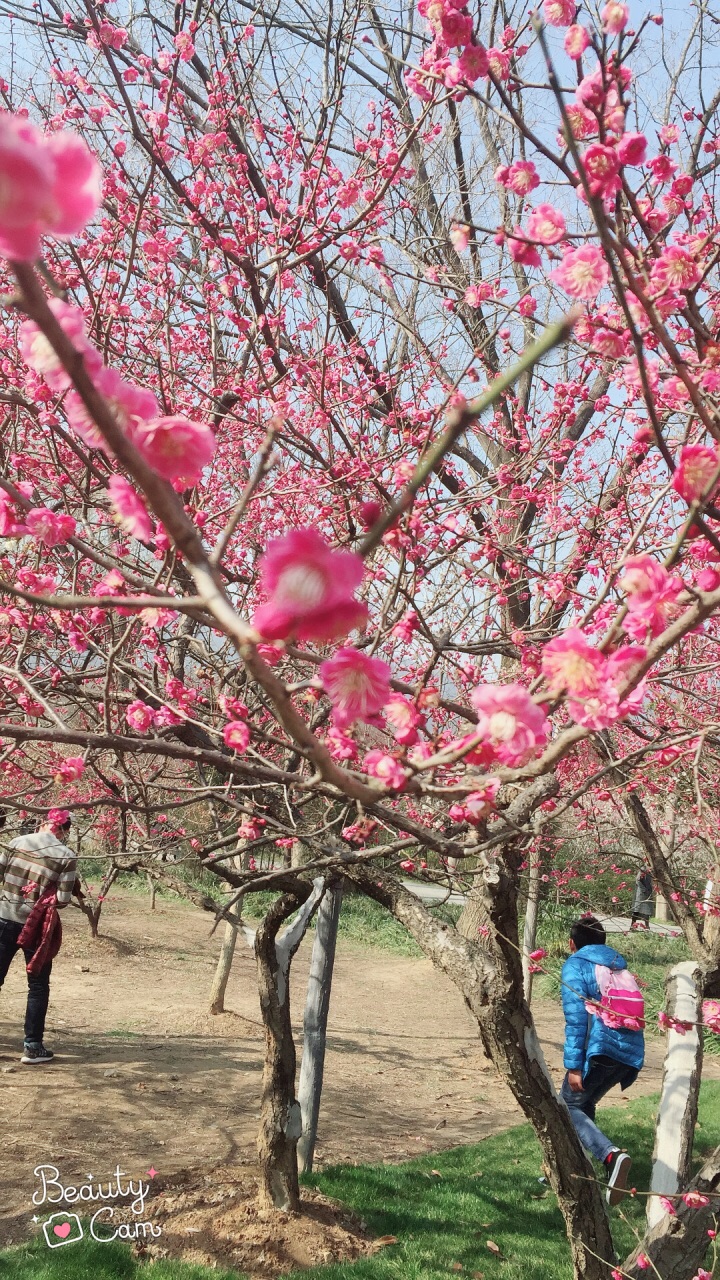 梅花山