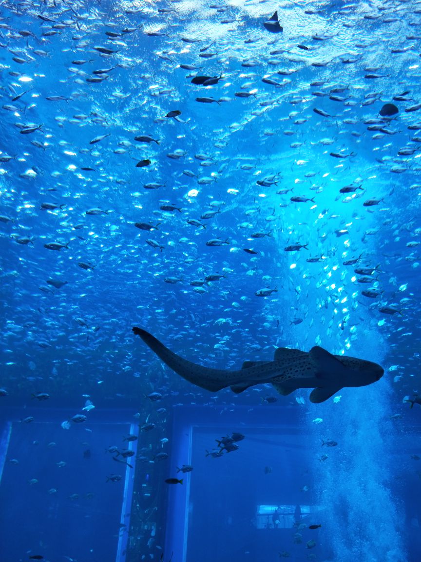 亚特兰蒂斯失落的空间水族馆